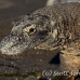 dragon_komodo_hsb_rinca_h_1153_kom2932.jpg